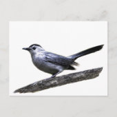 Catbird Briefkaart (Voorkant)