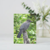 Catbird Briefkaart (Staand voorkant)