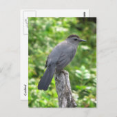 Catbird Briefkaart (Voorkant / Achterkant)