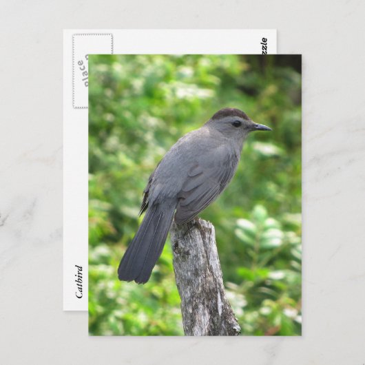 Catbird Briefkaart (Voorkant / Achterkant)