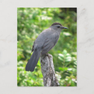 Catbird Briefkaart