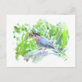 Catbird op een kijkbal briefkaart (Voorkant)