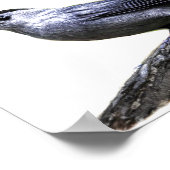 Catbird Poster (Hoek)