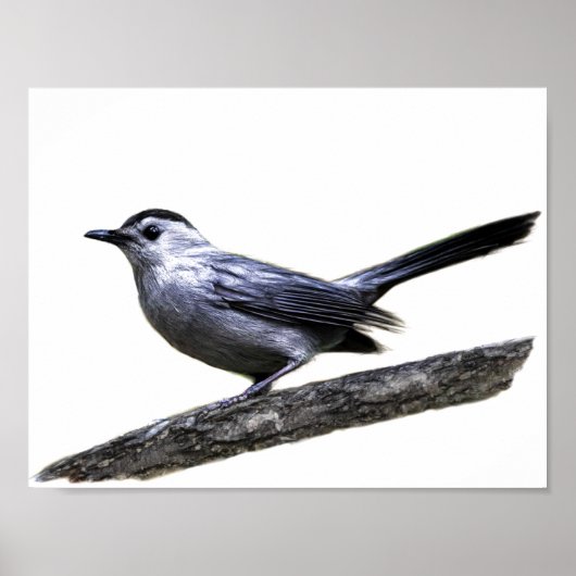 Catbird Poster (Voorkant)