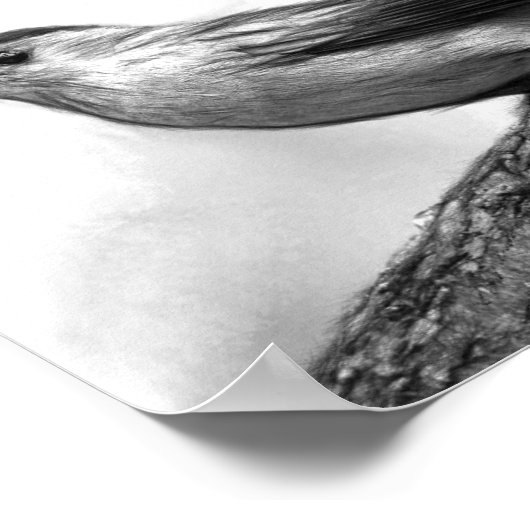 Catbird Poster (Hoek)