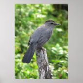 Catbird Poster (Voorkant)
