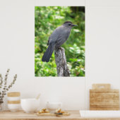 Catbird Poster (Keuken)