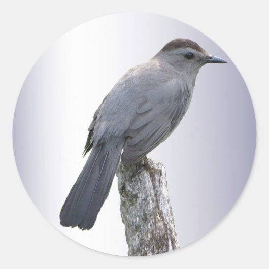 Catbird Ronde Sticker (Voorkant)