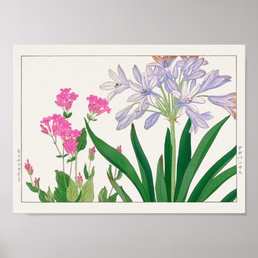 Catchfly, Afrikaanse lelie van Tanigami Konan Poster (Voorkant)