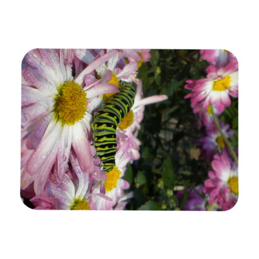 Caterdepijlerrolmagneet Magneet (Horizontaal)