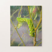 Caterpijler Guyana Legpuzzel (Verticaal)