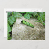 Caterpijler on Rock Briefkaart (Voorkant / Achterkant)