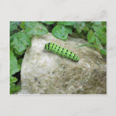 Caterpijler on Rock Briefkaart (Voorkant)