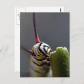 Caterpijler Sluiten Briefkaart (Voorkant / Achterkant)