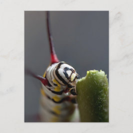 Caterpijler Sluiten Briefkaart