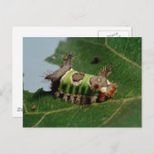 Caterpilaar Een leder opeten Briefkaart (Voorkant / Achterkant)
