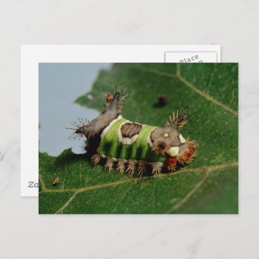 Caterpilaar Een leder opeten Briefkaart (Voorkant / Achterkant)