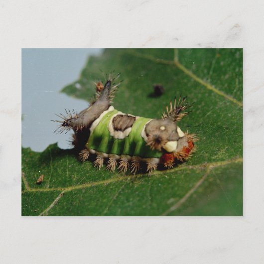 Caterpilaar Een leder opeten Briefkaart (Voorkant)