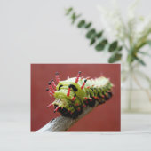 Caterpillar Briefkaart (Staand voorkant)