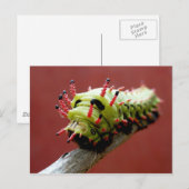 Caterpillar Briefkaart (Voorkant / Achterkant)