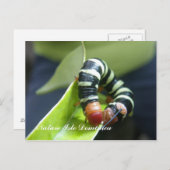 Caterpillar On Leaf Briefkaart (Voorkant / Achterkant)