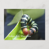 Caterpillar On Leaf Briefkaart (Voorkant)