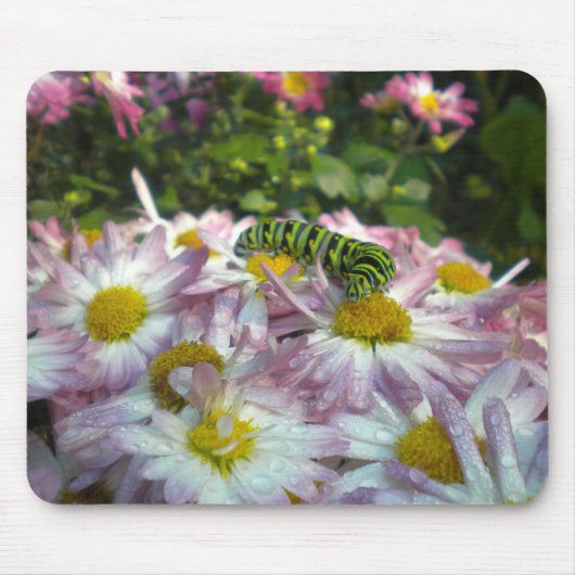 Caterstyle and Asters Mousepad Muismat (Voorkant)