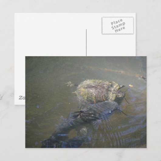 Catfish and Turtle Briefkaart (Voorkant / Achterkant)