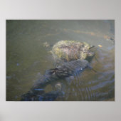 Catfish and Turtle Poster (Voorkant)