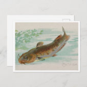 Catfish  illustratie briefkaart (Voorkant / Achterkant)