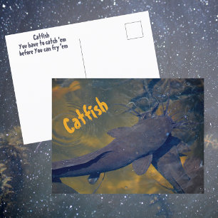 Catfish in Natuur Fotografische vis Briefkaart