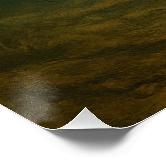 Catfish Poster (Hoek)