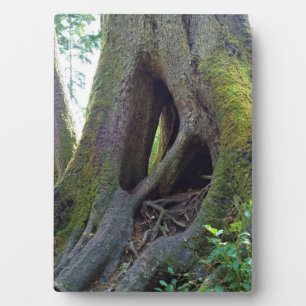 Cathedraal, Astoria, Oregon Fotoplaat