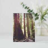 Cathedraal Grove Briefkaart (Staand voorkant)