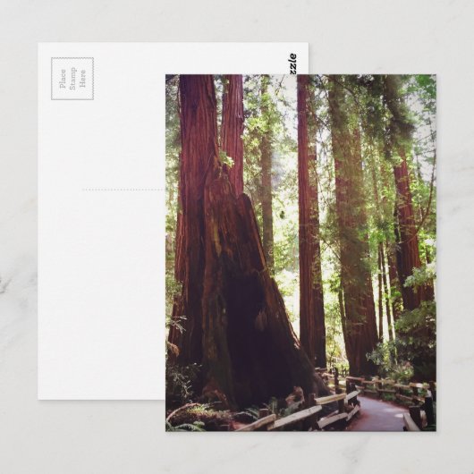 Cathedraal Grove Briefkaart (Voorkant / Achterkant)