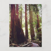 Cathedraal Grove Briefkaart (Voorkant)