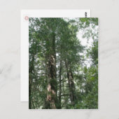 Cathedraal Grove briefkaart (Voorkant / Achterkant)