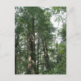 Cathedraal Grove briefkaart
