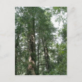 Cathedraal Grove briefkaart (Voorkant)