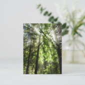 Cathedraal Grove sunlight for Postkruising Briefkaart (Staand voorkant)