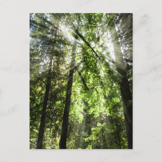 Cathedraal Grove sunlight for Postkruising Briefkaart (Voorkant)