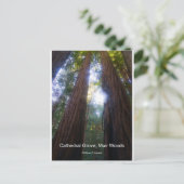 Cathedral Grove, Muir Bossen California Producten Briefkaart (Staand voorkant)