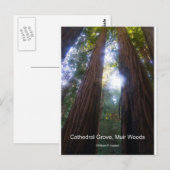 Cathedral Grove, Muir Bossen California Producten Briefkaart (Voorkant / Achterkant)