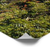 Cathedral Rock, Sedona, Arizona Canvas Print (Hoek)