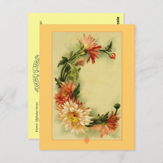 Catherine Klein Flower Alphabet C Chrysanthemum Briefkaart (Voorkant / Achterkant)