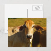 Cathine de schattige koe briefkaart (Voorkant / Achterkant)