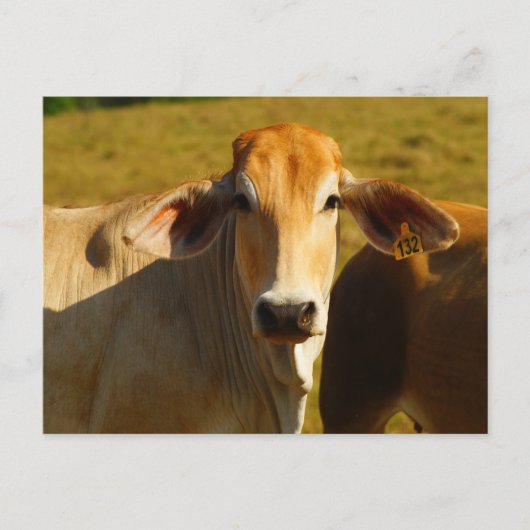 Cathine de schattige koe briefkaart (Voorkant)