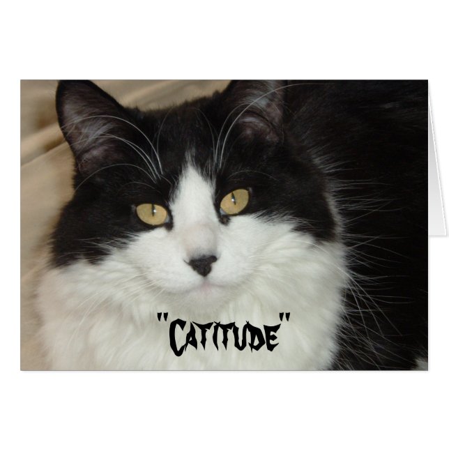 Catitude Cat met een houding (Voorkant Horizontaal)