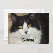 Catitude Cat met een houding Briefkaart (Voorkant / Achterkant)