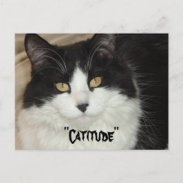 Catitude Cat met een houding Briefkaart